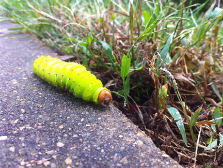 Caterpillar