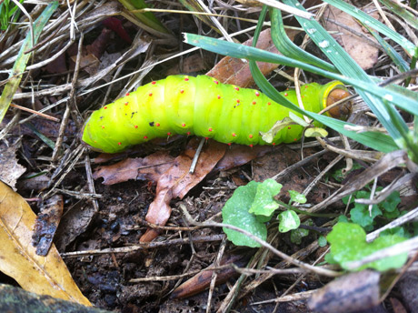 Caterpillar