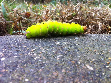 Caterpillar