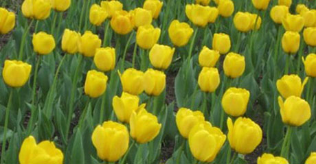 Yellow Tulips