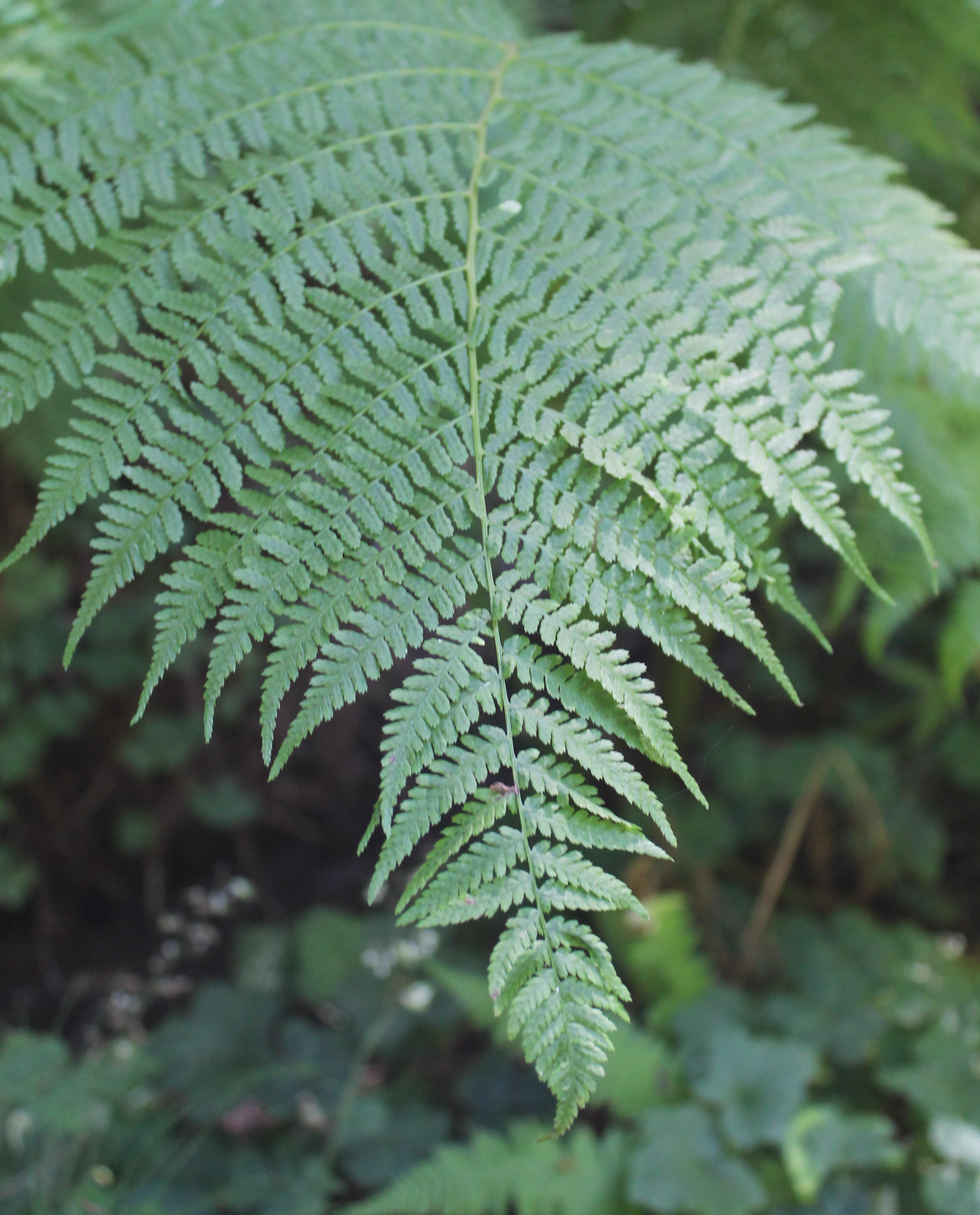 Fern along Purisima Creek