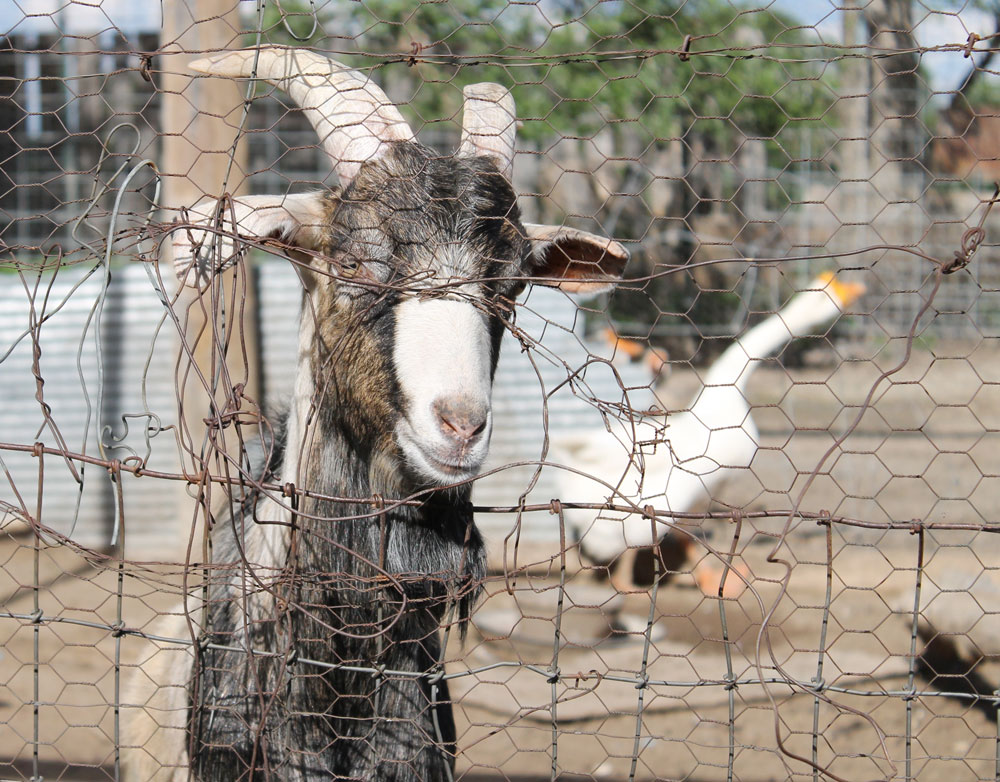 longaway_farm_goats