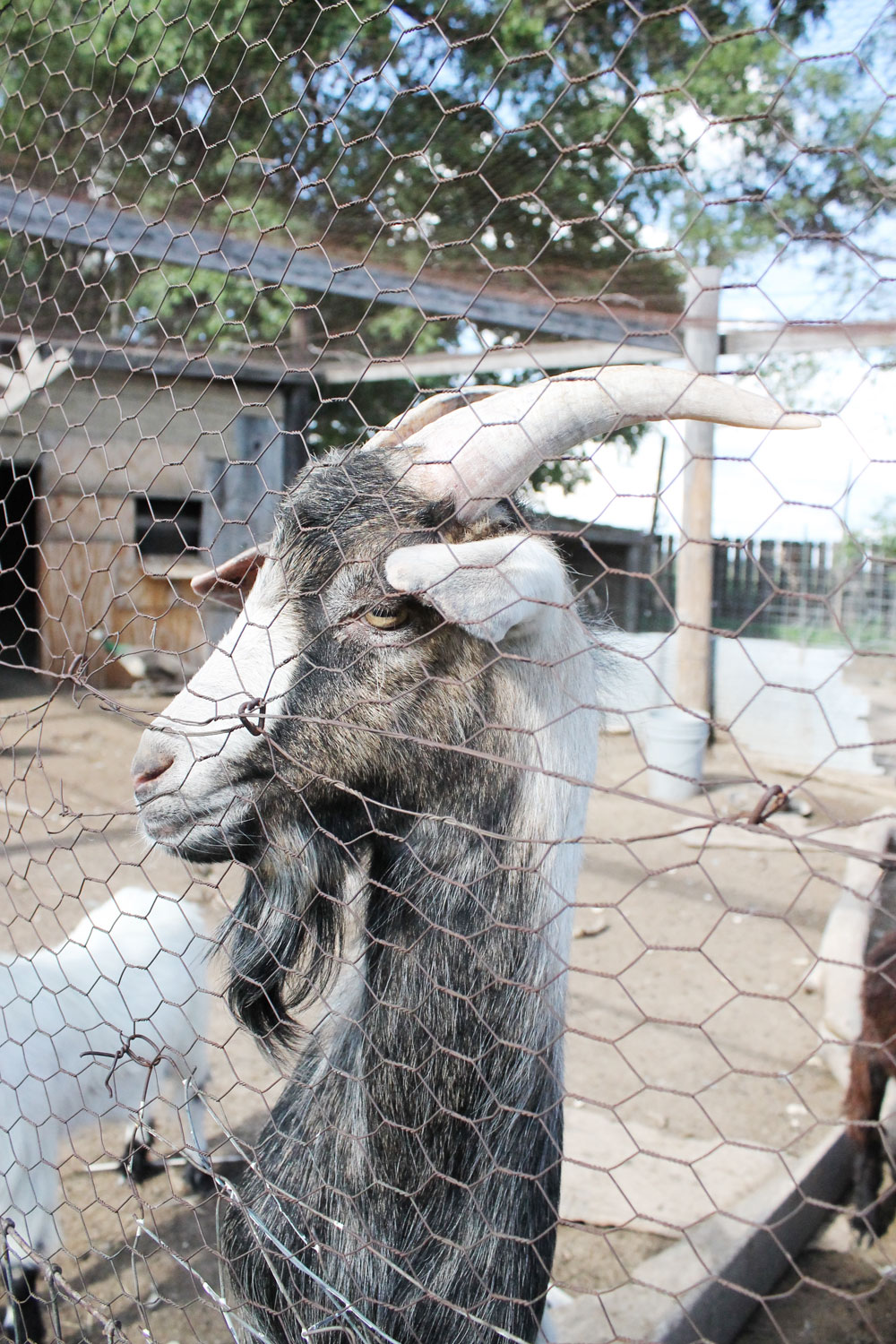 longaway_farm_goats