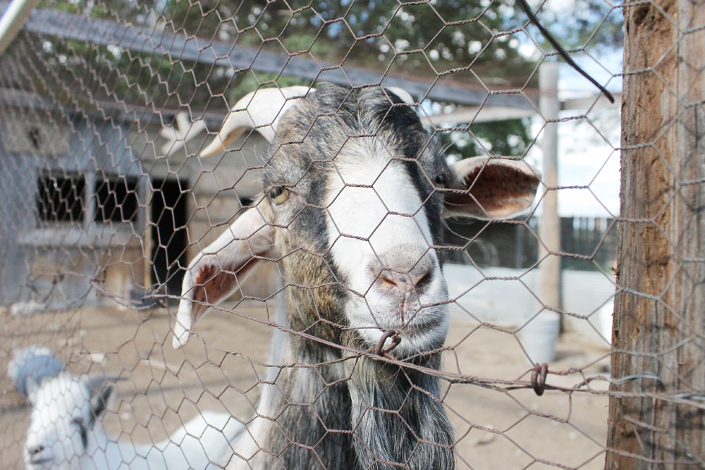 longaway_farm_goats