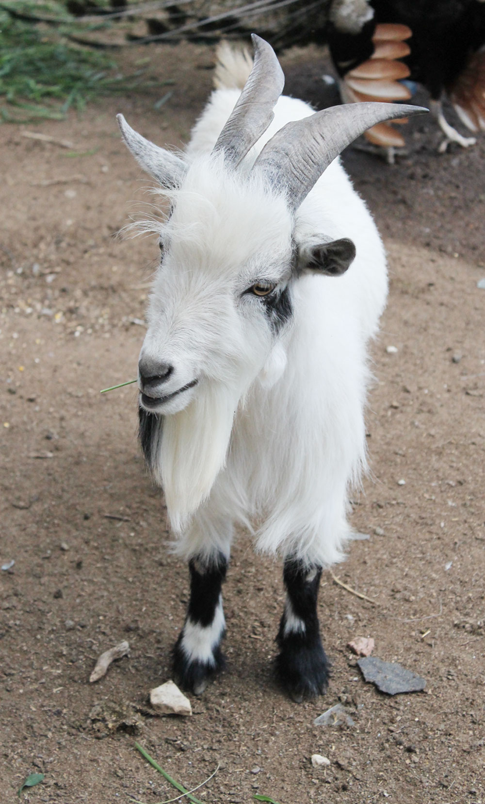 longaway_farm_goats