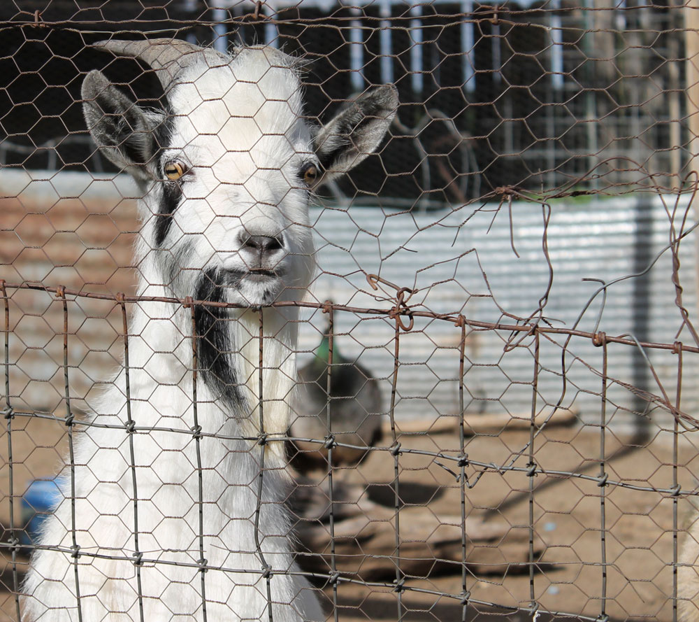 longaway_farm_goats