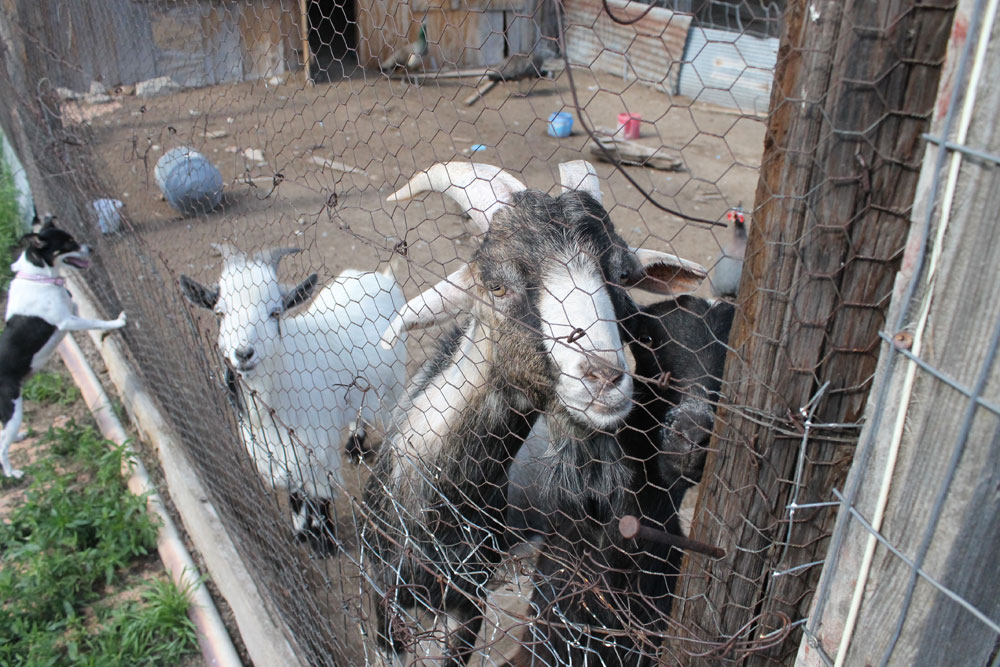 longaway_farm_goats