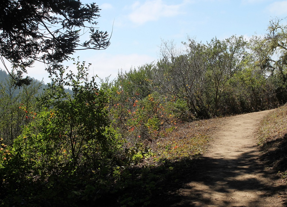 Shady Trail into Sunshine