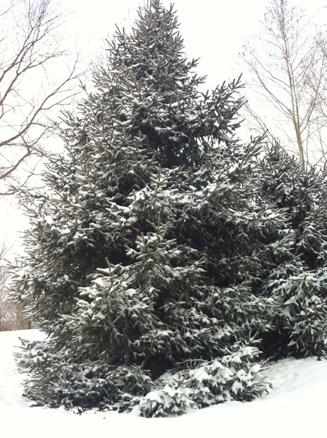 Snowy Tree