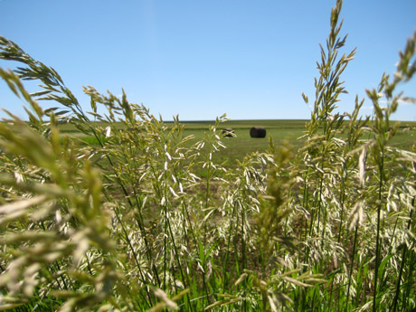 Kansas bales