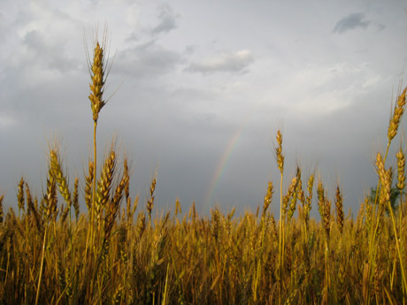 Kansas wheat field rainbow