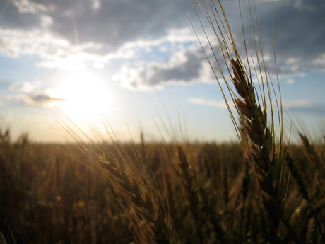 Kansas wheat field