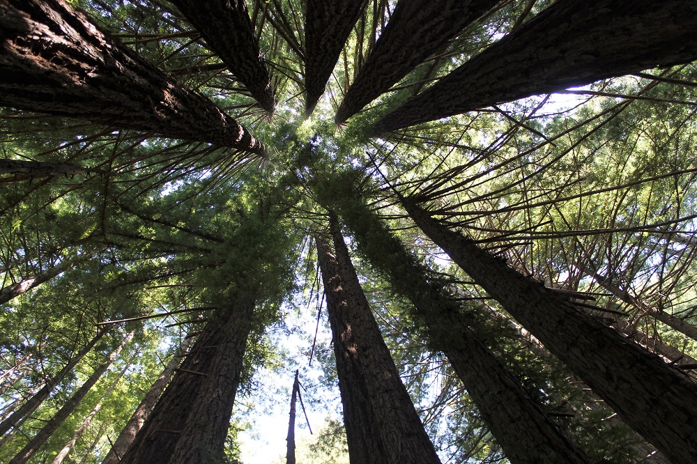 Many Redwoods Growing Out of One Stump