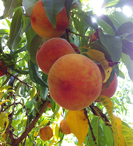 Chiles Peach Orchard