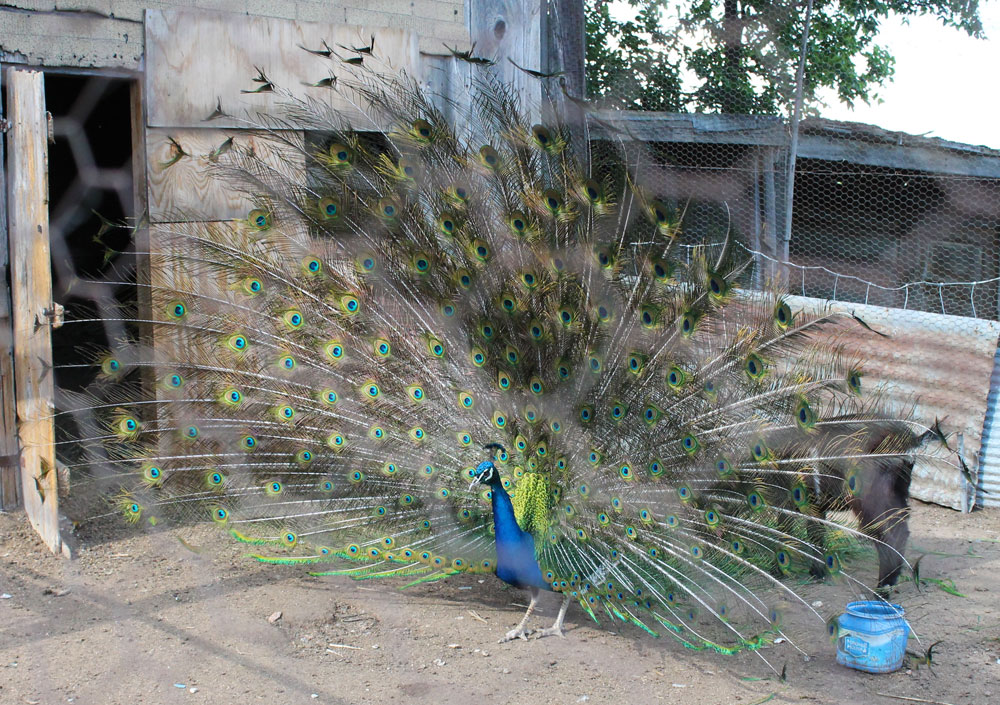 longaway_farm_peacock