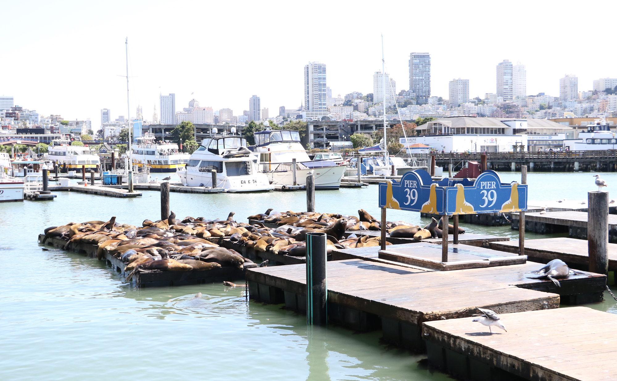 pier_39_sea_lions