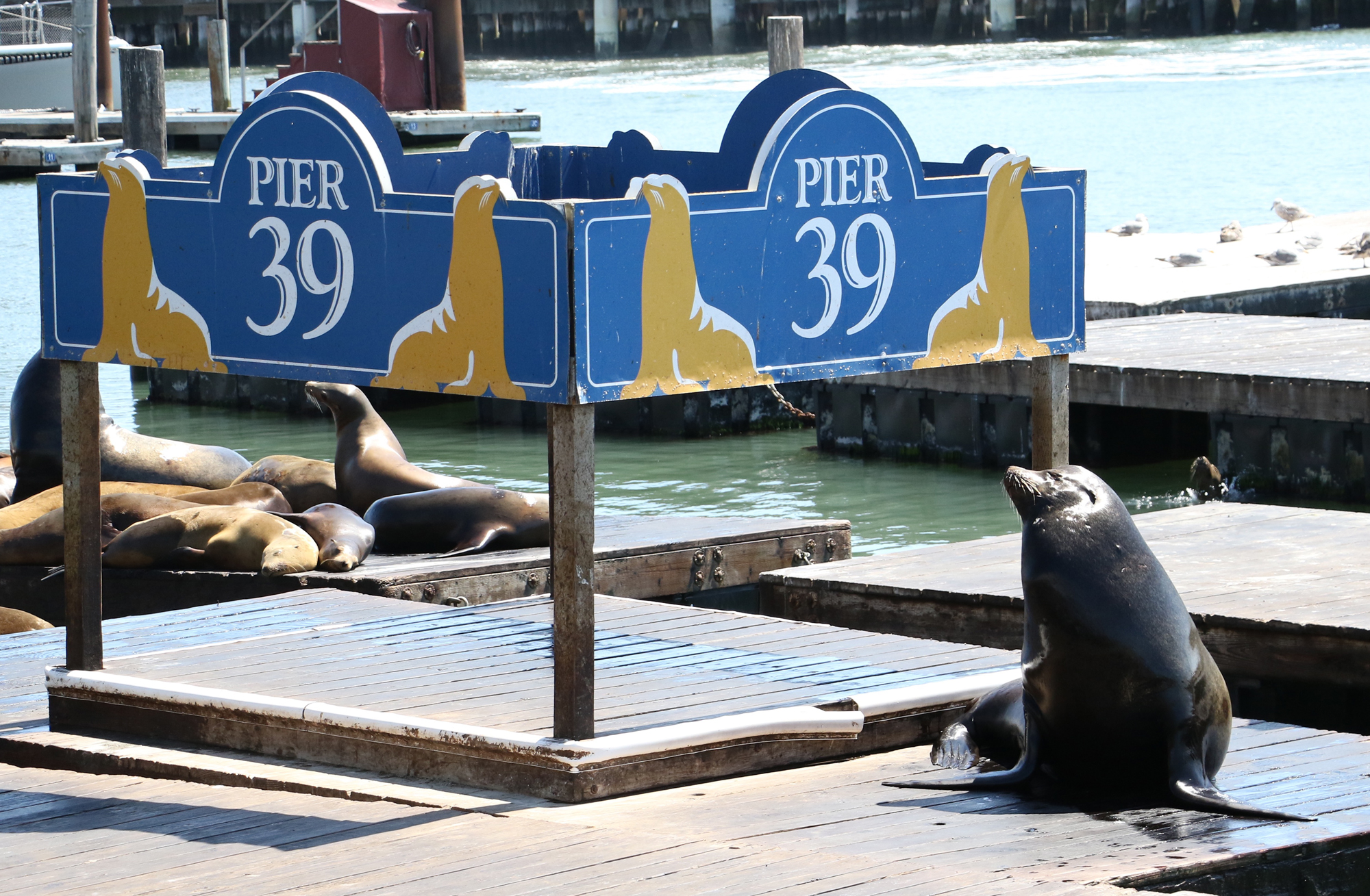 Sea Lions in the City