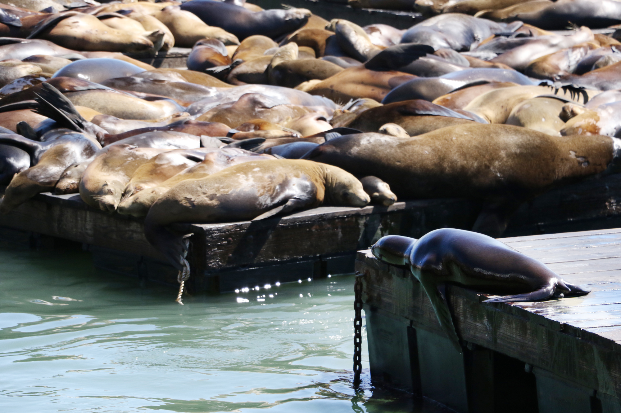 pier_39_sea_lions