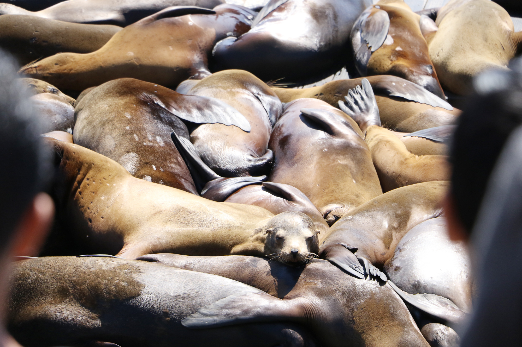 pier_39_sea_lions