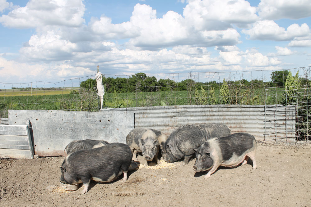 longaway_farm_pigs