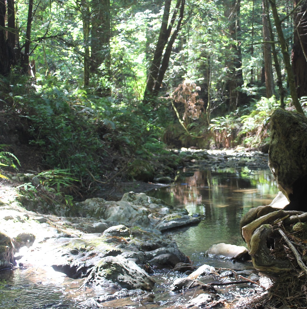 Purisima Creek