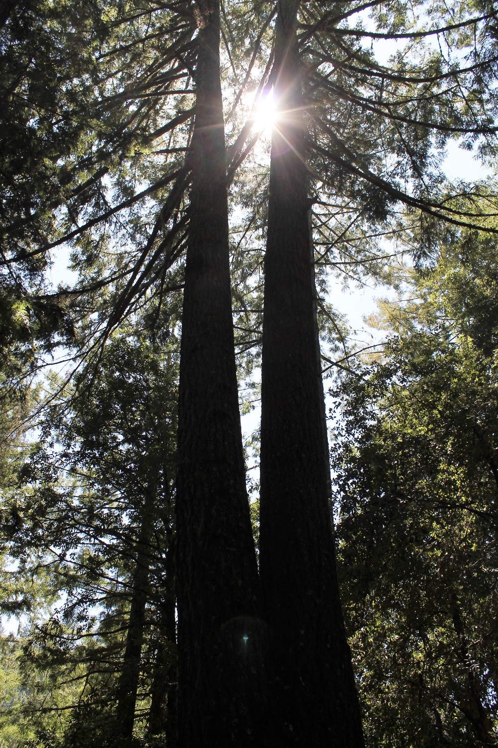 Twin-Trunked Redwood in Purisima Creek Redwoods Preserve